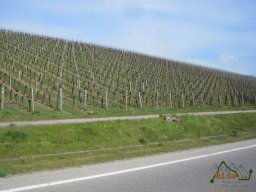 2021-04-17 - Des Sources au Riesling