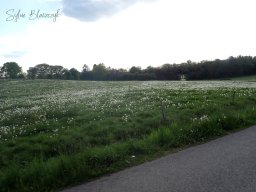 2026-05-10_Reco-et-Encadrement-Tracteurs-et-Vehicules-Anciens_Courtil