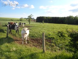 2026-05-10_Reco-et-Encadrement-Tracteurs-et-Vehicules-Anciens_Courtil