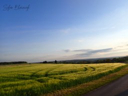 2026-05-10_Reco-et-Encadrement-Tracteurs-et-Vehicules-Anciens_Courtil