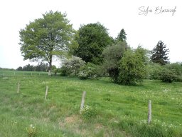 2026-05-10_Reco-et-Encadrement-Tracteurs-et-Vehicules-Anciens_Courtil